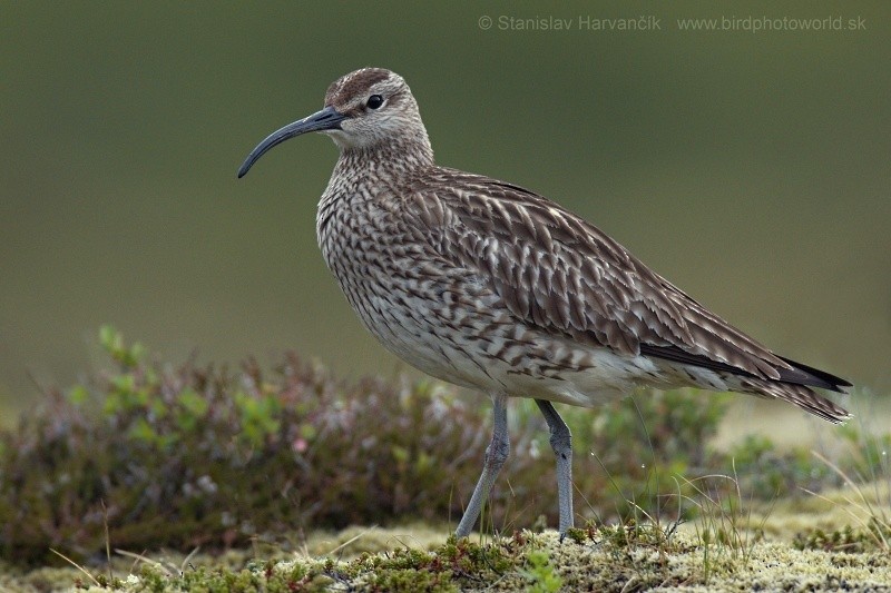 Кульон середній (підвид phaeopus) - ML204420381