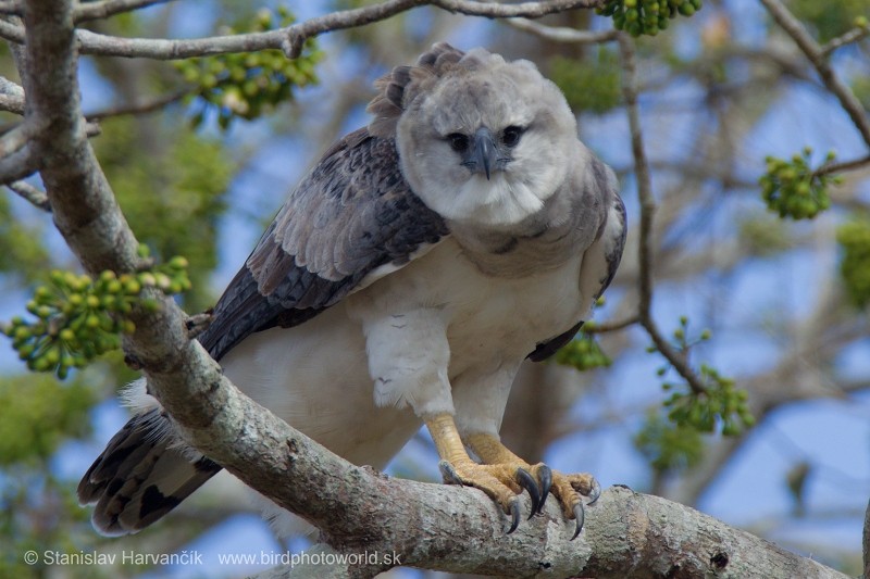 Harpy Eagle - ML204420641