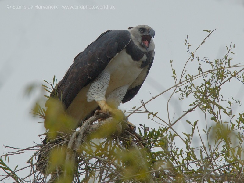 Harpy Eagle - ML204420651