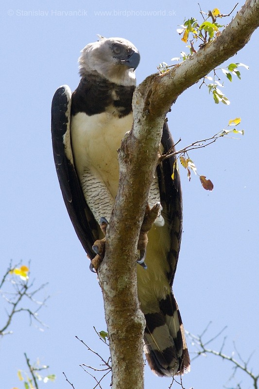 Harpy Eagle - ML204420731