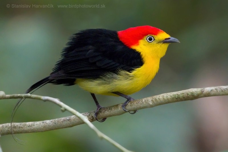 Wire-tailed Manakin - ML204420751