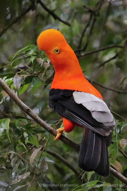 Andean Cock-of-the-rock - ML204420771