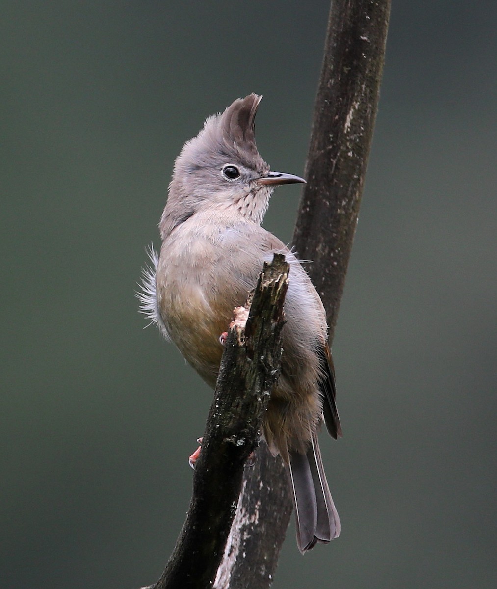 Stripe-throated Yuhina - ML204421101