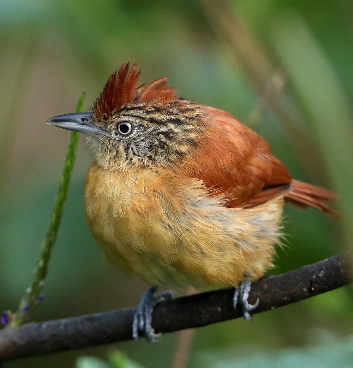 Barred Antshrike (Barred) - ML204421171