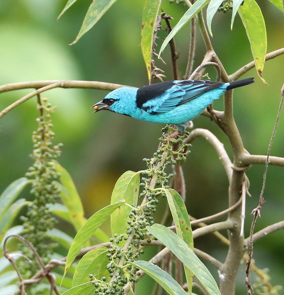 Dacnis Azul - ML204421281