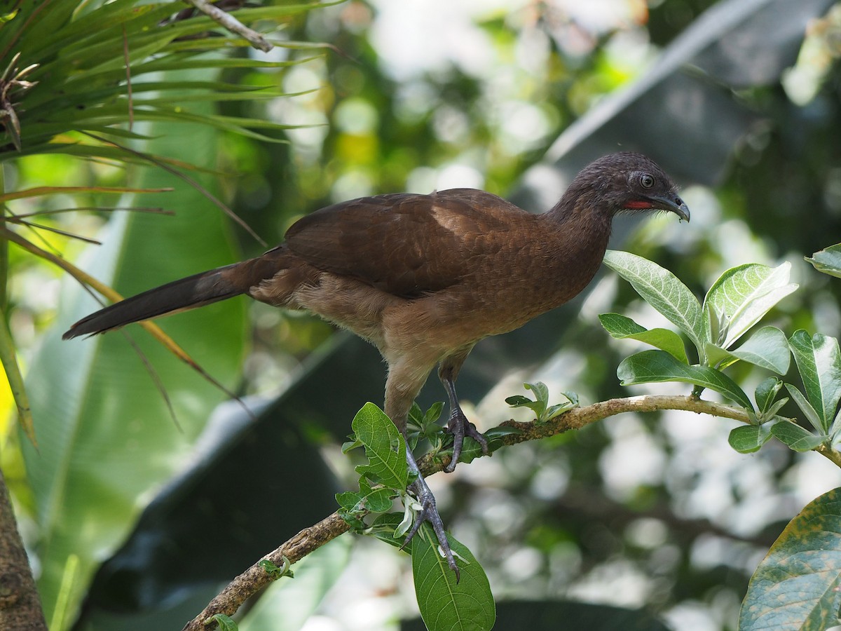 Gray-headed Chachalaca - ML204421391