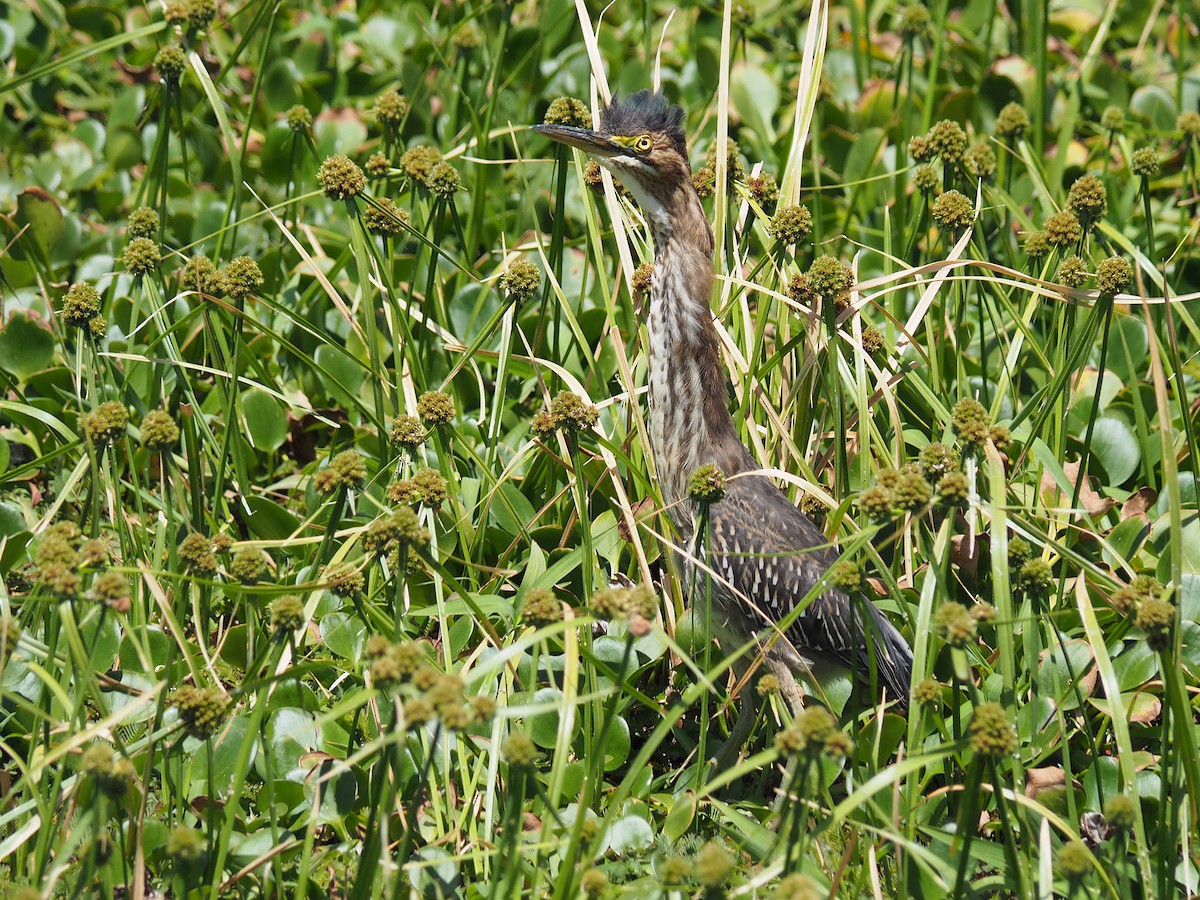 grønnrygghegre (virescens/bahamensis) - ML204421461