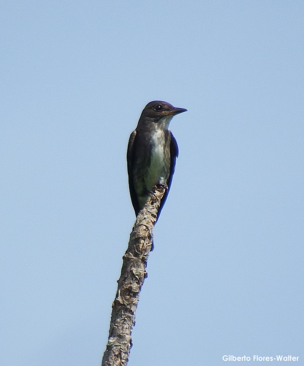 Olive-sided Flycatcher - Gilberto Flores-Walter (Feathers Birding)