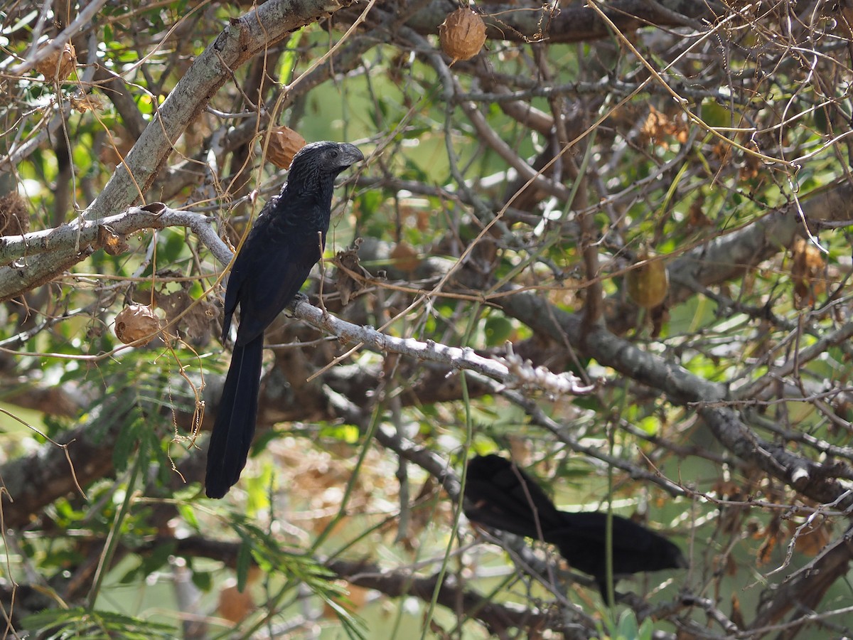 Groove-billed Ani - Michael Schmitz