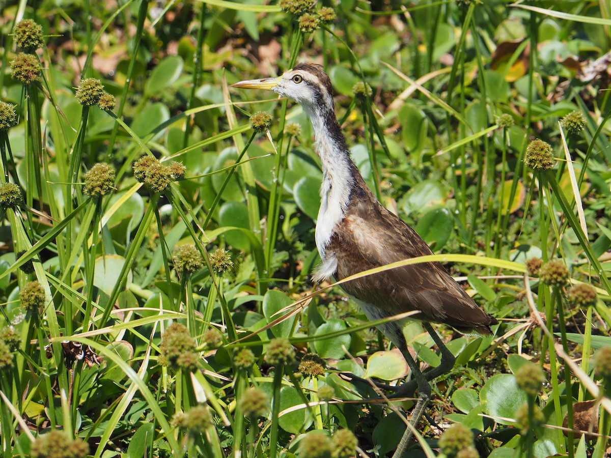 Northern Jacana - ML204421591