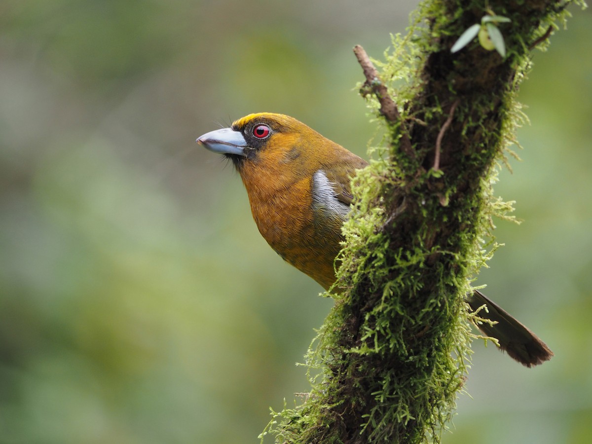 Prong-billed Barbet - ML204421631