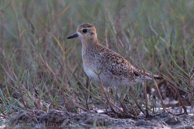 Pacific Golden-Plover - ML204421771