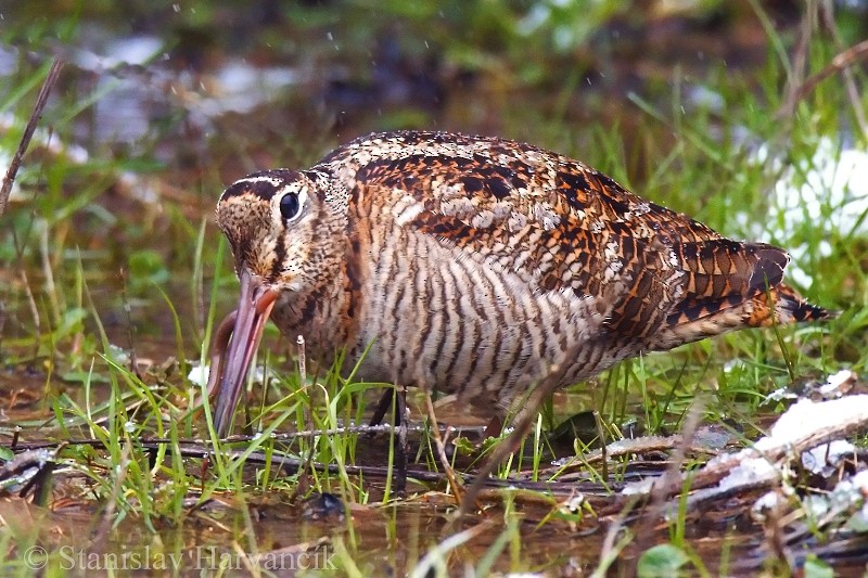 Eurasian Woodcock - ML204422111