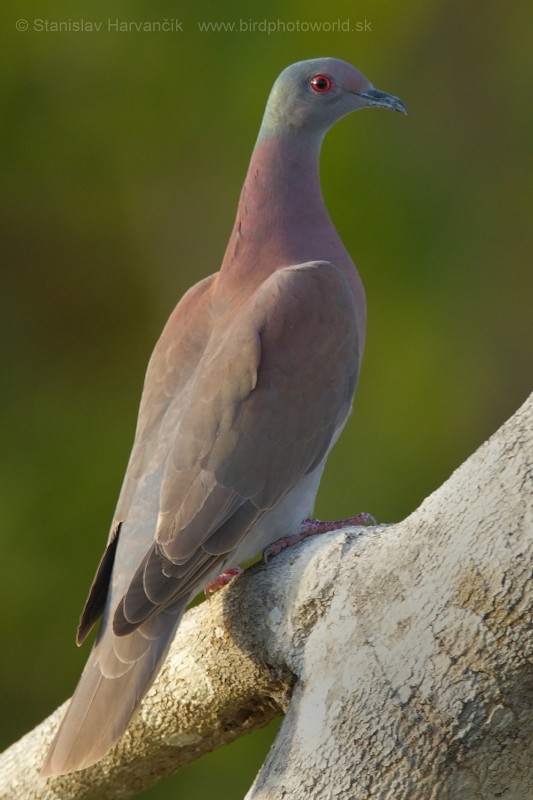 Pigeon rousset - ML204422471