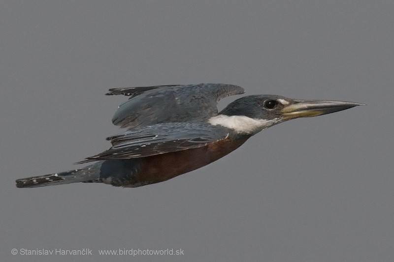 Ringed Kingfisher (Northern) - ML204422501