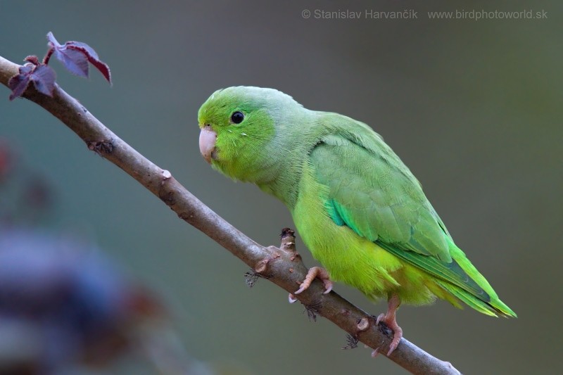 Yeşil Sokumlu Serçe Papağanı - ML204422671