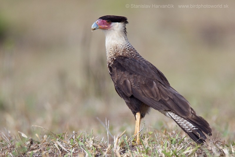 Crested Caracara (Northern) - ML204422681