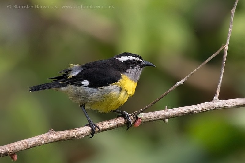 Bananaquit - Stanislav Harvančík