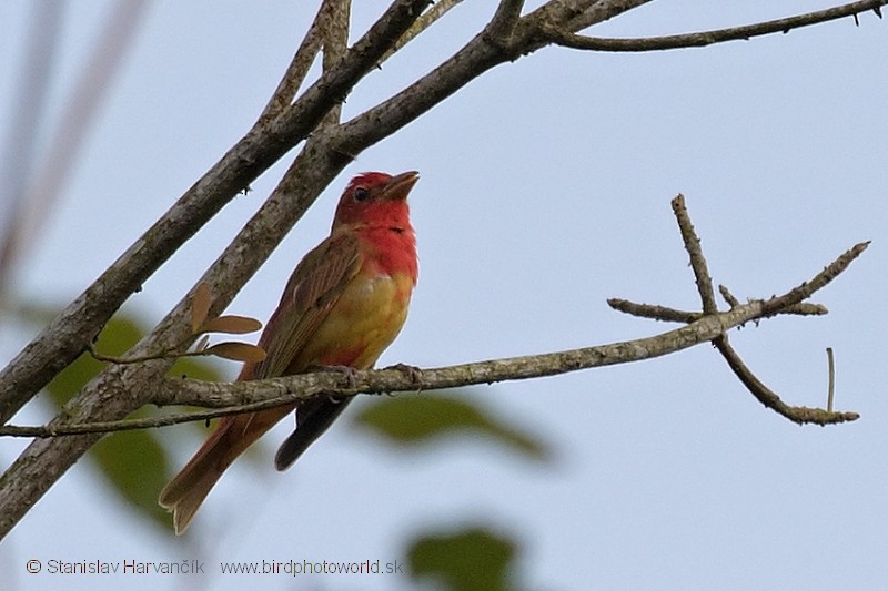 Summer Tanager - Stanislav Harvančík