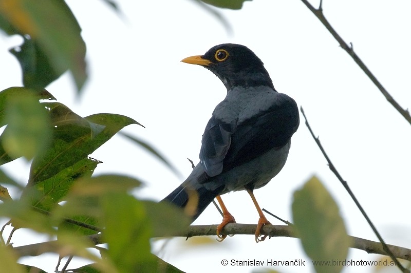 Yellow-legged Thrush - ML204422841