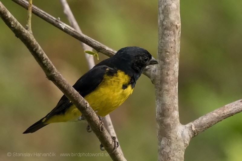 Yellow-bellied Siskin - ML204422851