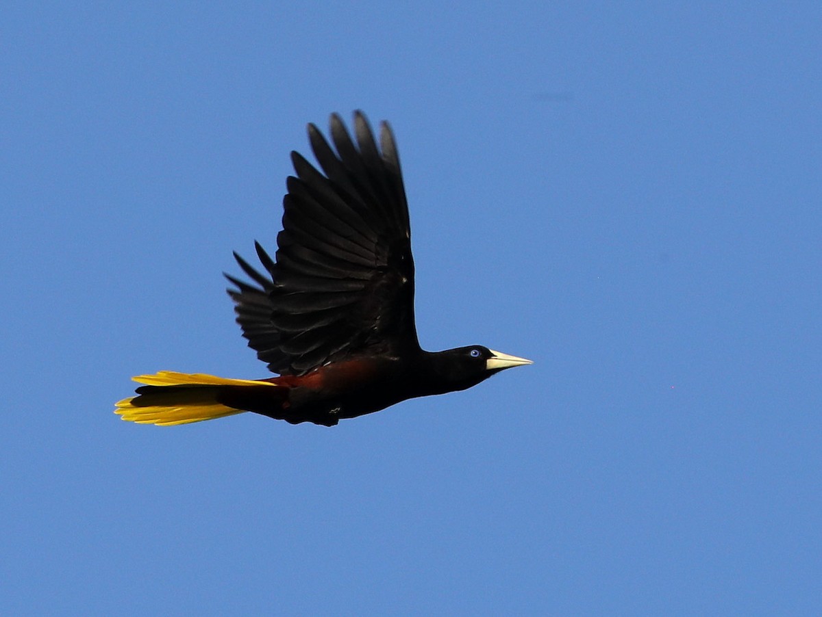 Crested Oropendola - Hal and Kirsten Snyder