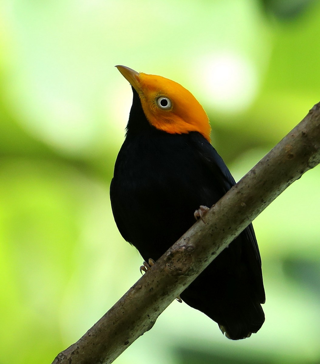 Golden-headed Manakin - ML204422991