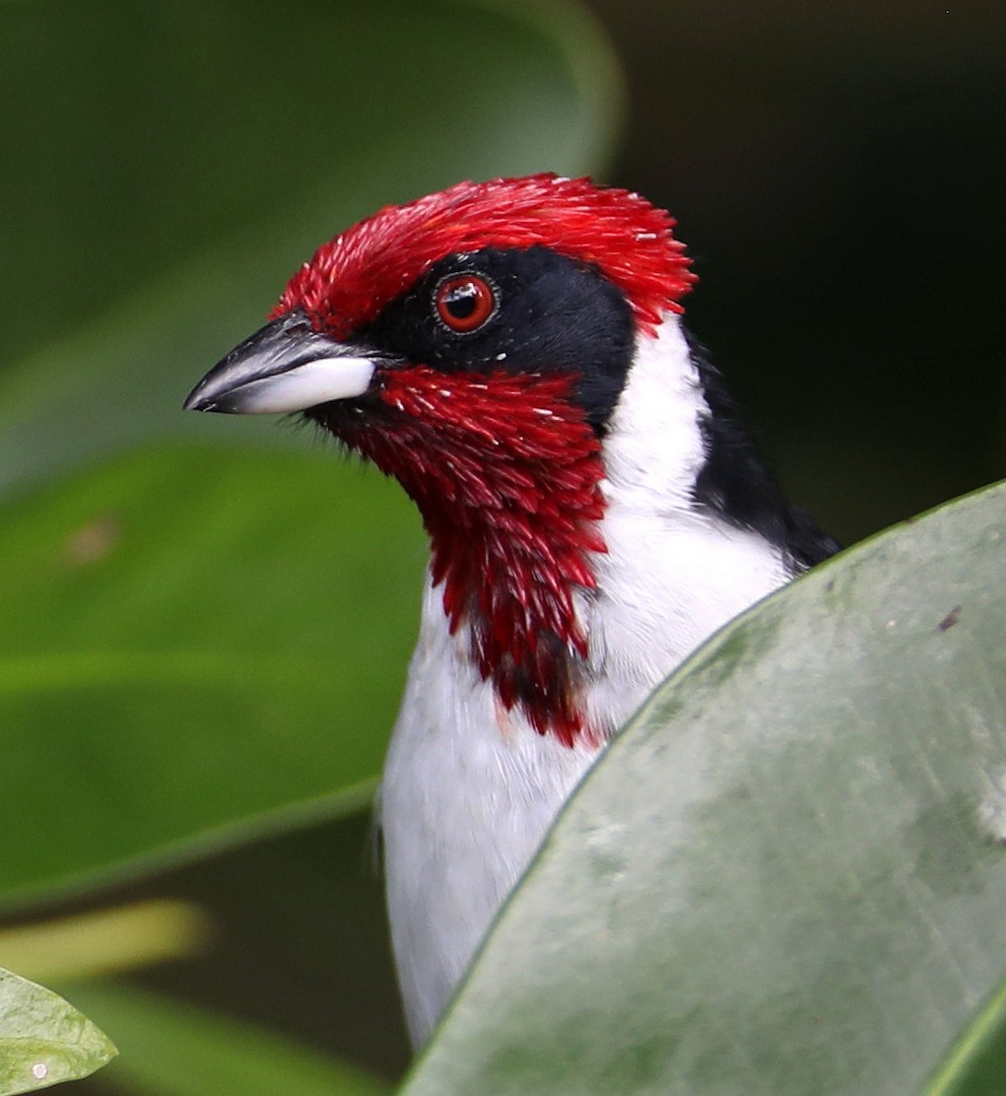 Masked Cardinal - ML204423101