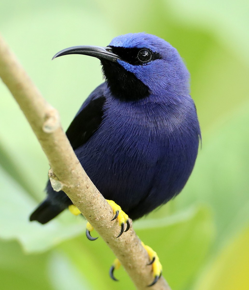 Purple Honeycreeper - Hal and Kirsten Snyder