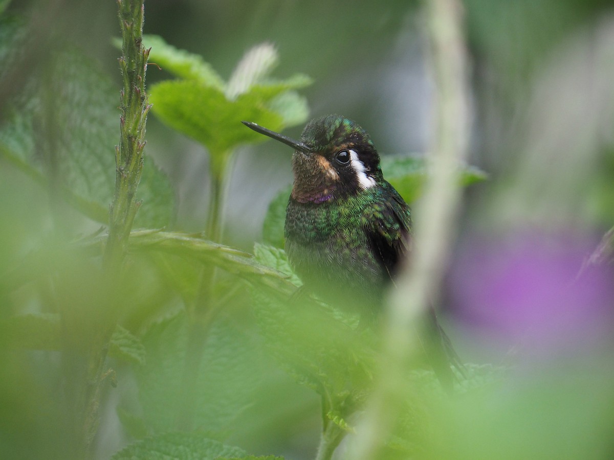 kolibřík fialovohrdlý - ML204423321
