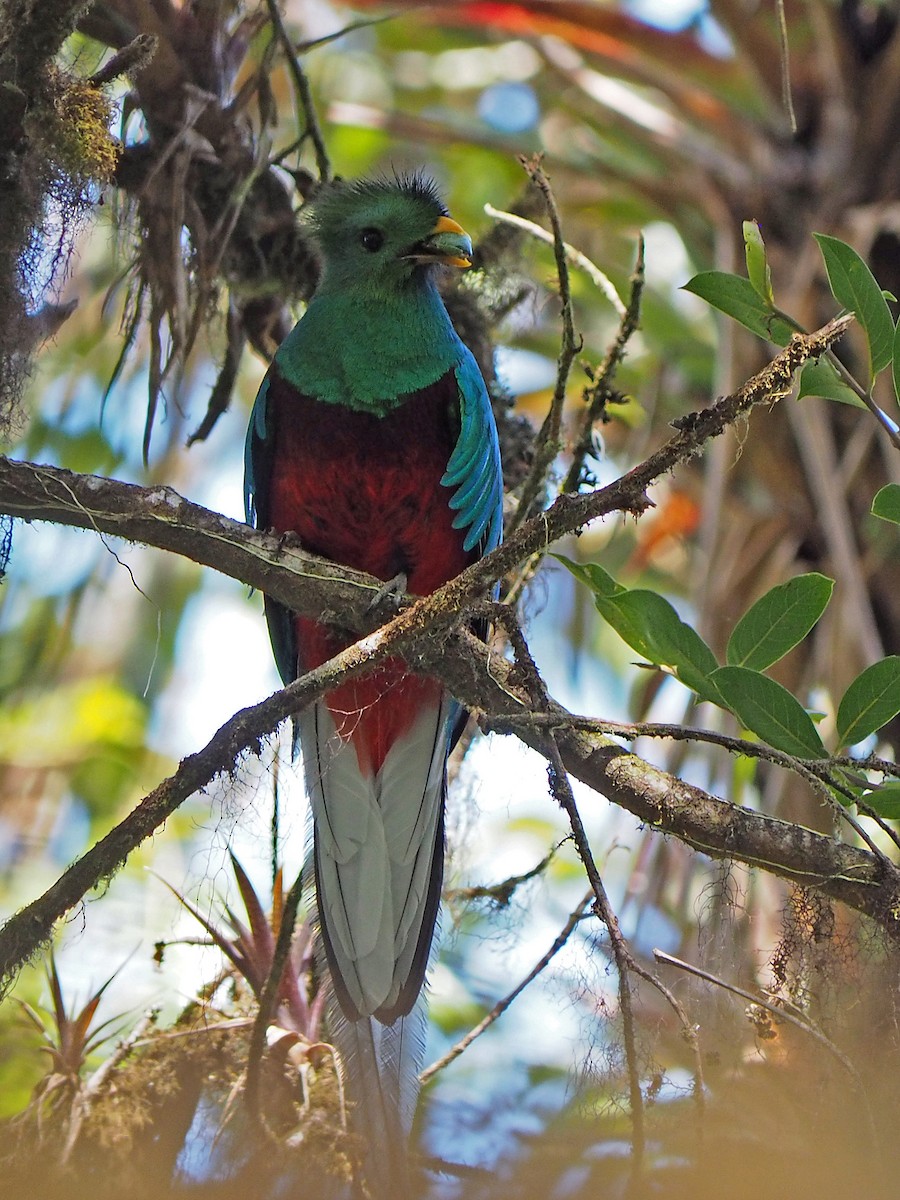 Quetzal resplendissant (costaricensis) - ML204423331