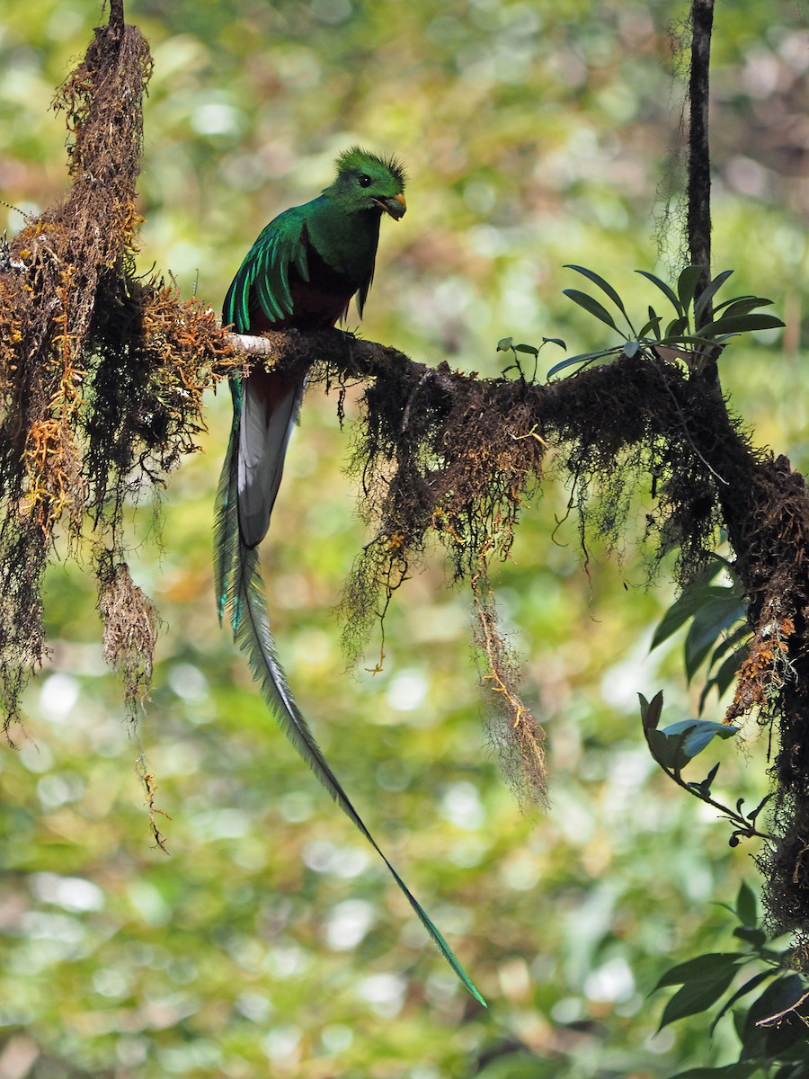Quetzal resplendissant (costaricensis) - ML204423341