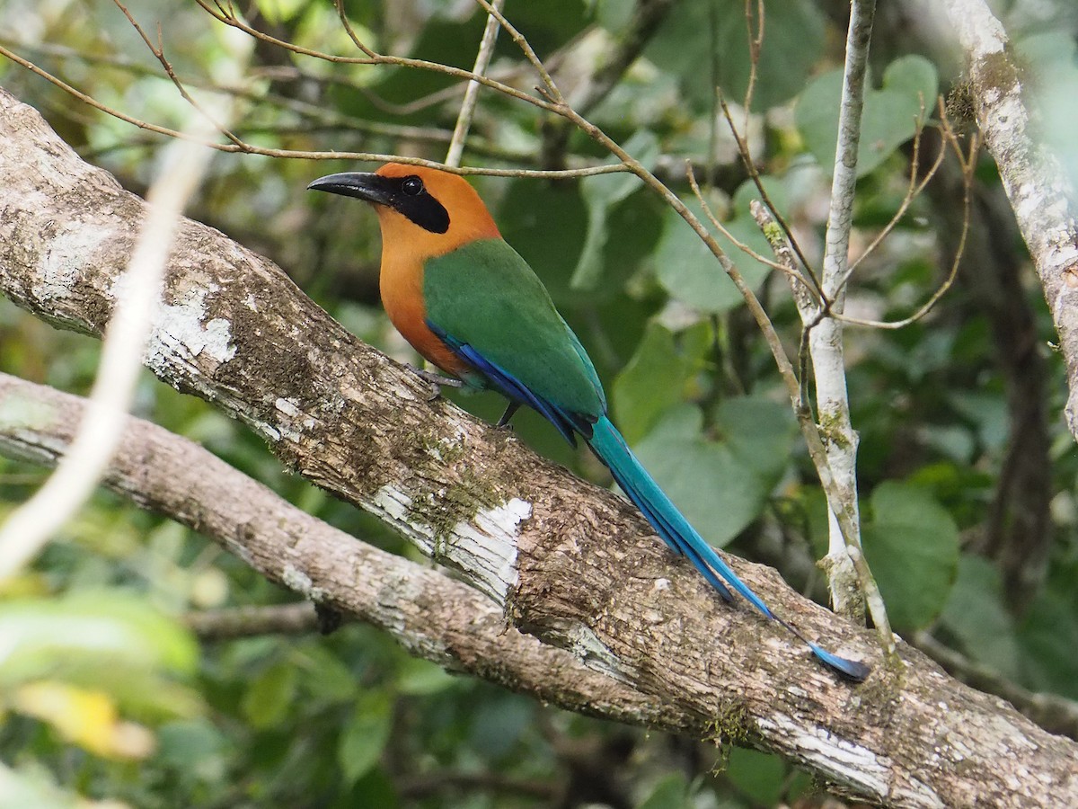 momot skořicový - ML204423371