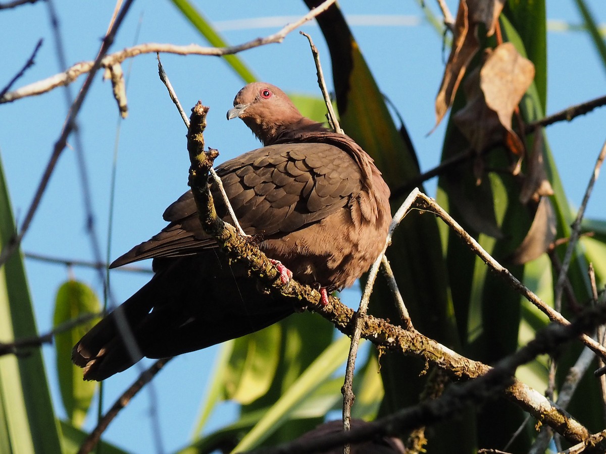 Short-billed Pigeon - Michael Schmitz