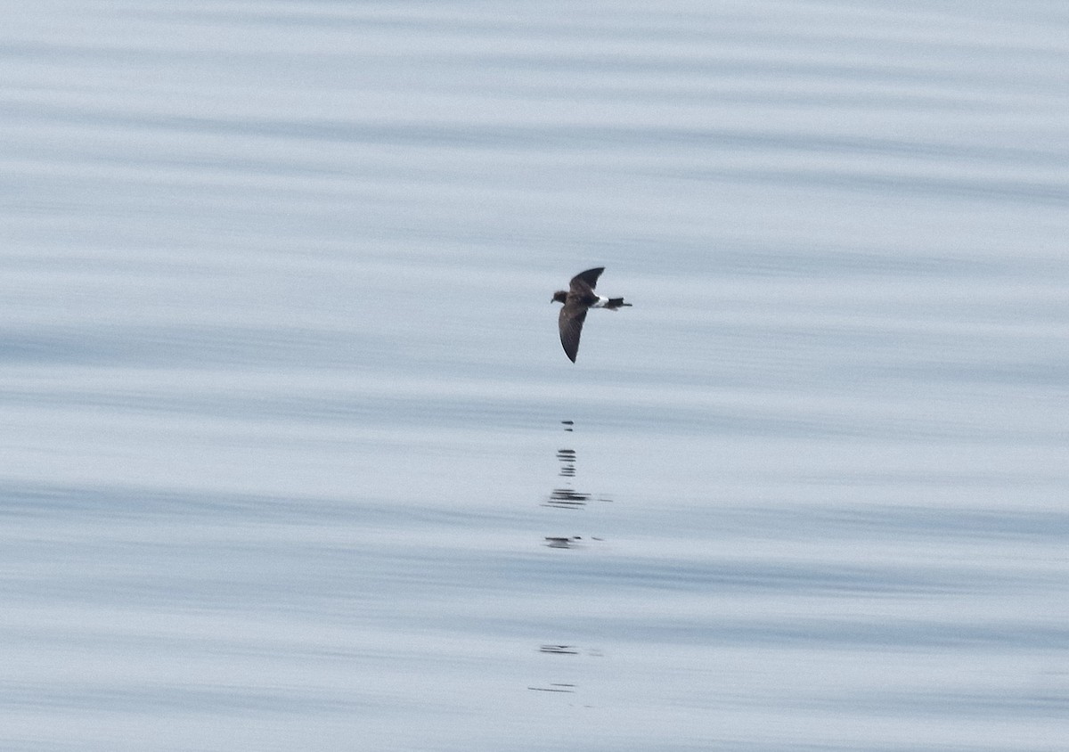 Wilson's Storm-Petrel - ML20442361