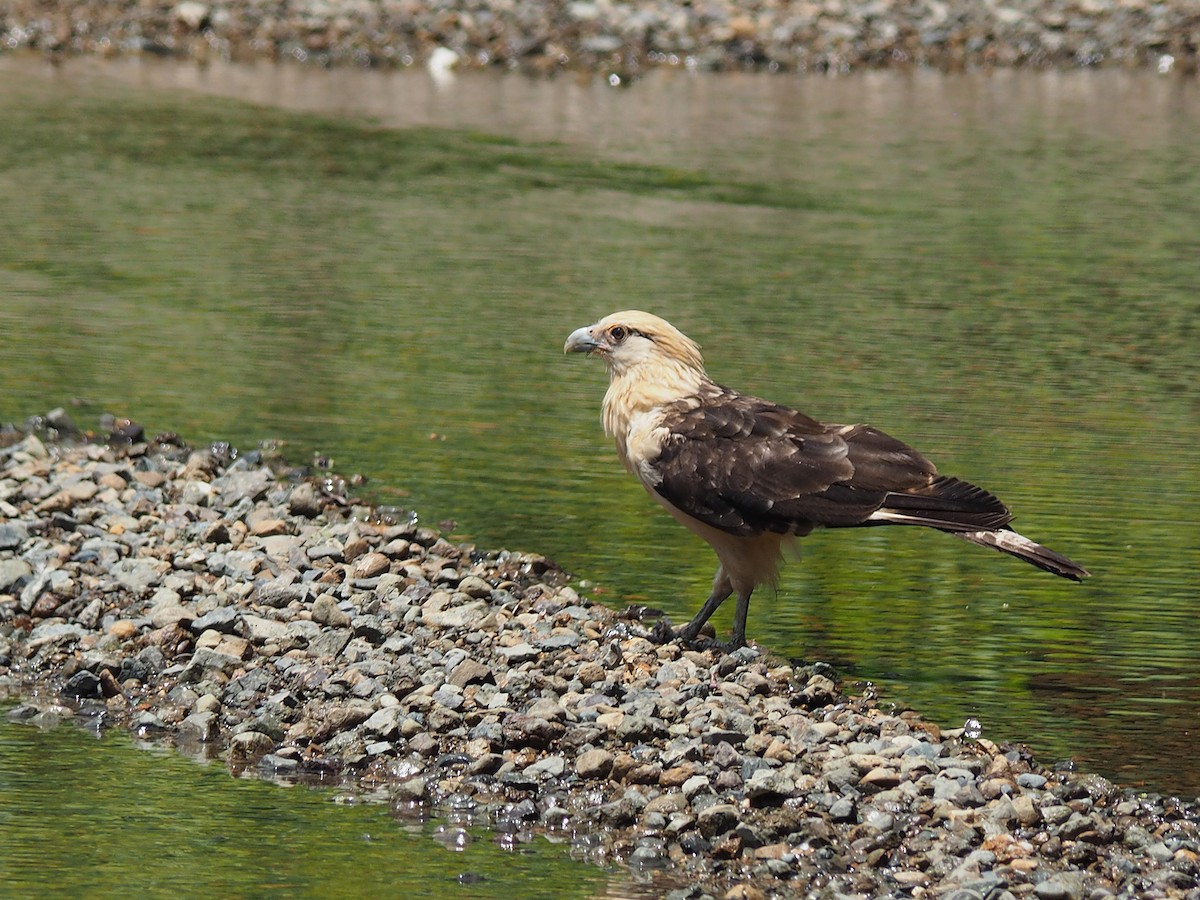 Yellow-headed Caracara - ML204423621