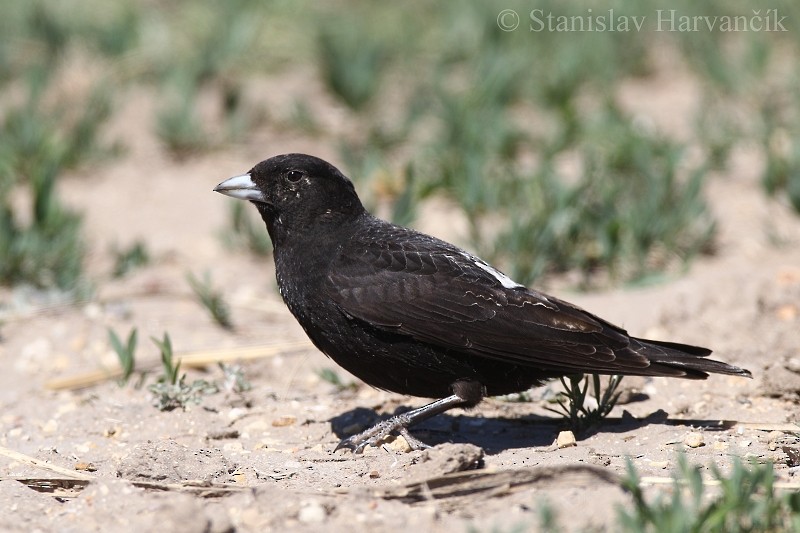 Calandria Negra - ML204423661