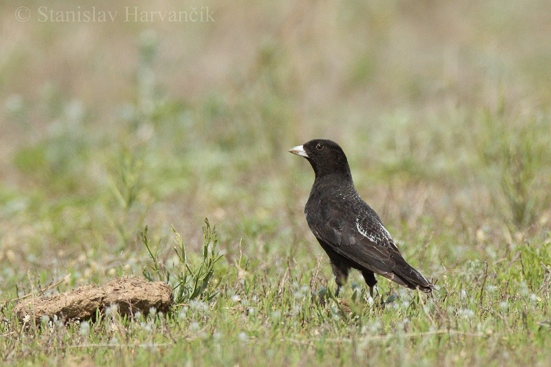 Calandria Negra - ML204423691