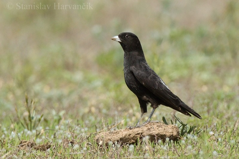 Calandria Negra - ML204423701