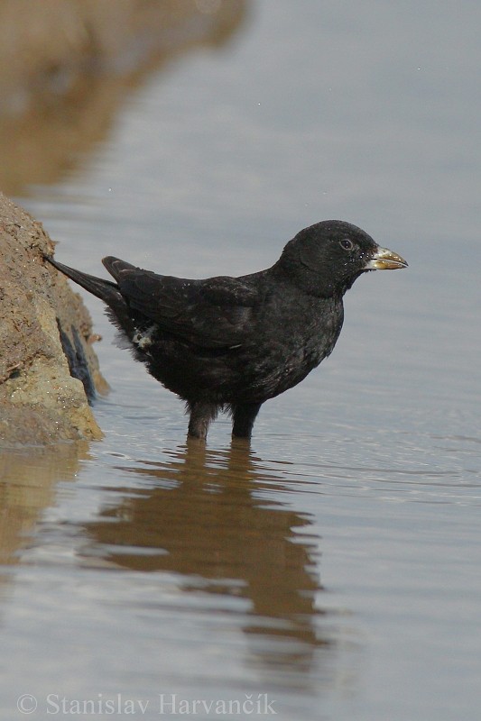 Calandria Negra - ML204423731