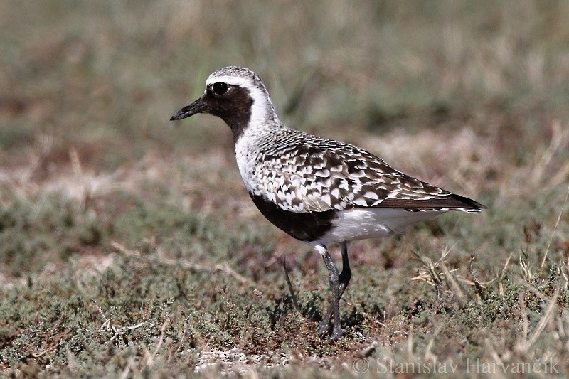 Black-bellied Plover - ML204423761