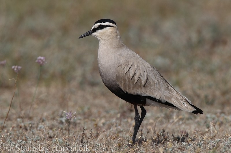 Sociable Lapwing - ML204423941