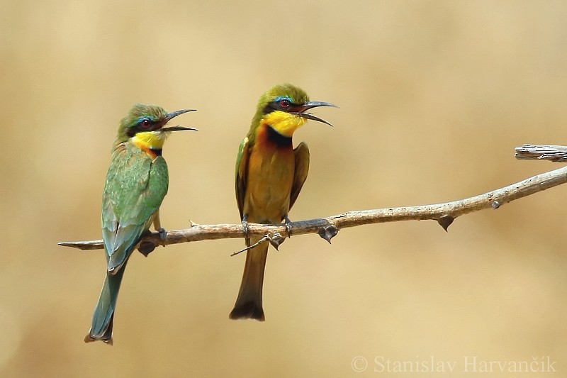 Little Bee-eater - Stanislav Harvančík