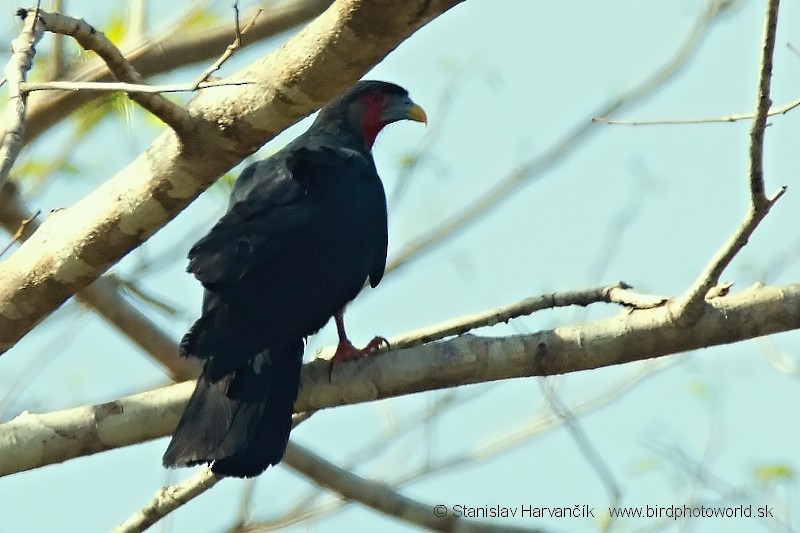 Caracara Gorjirrojo - ML204424421