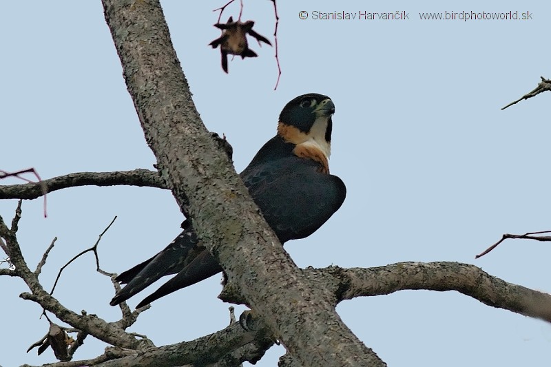 Bat Falcon - Stanislav Harvančík