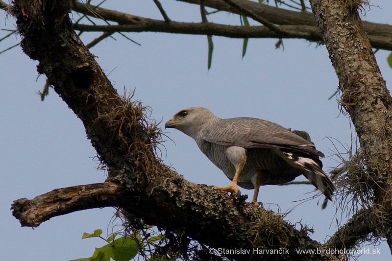 Gray-lined Hawk - ML204424521