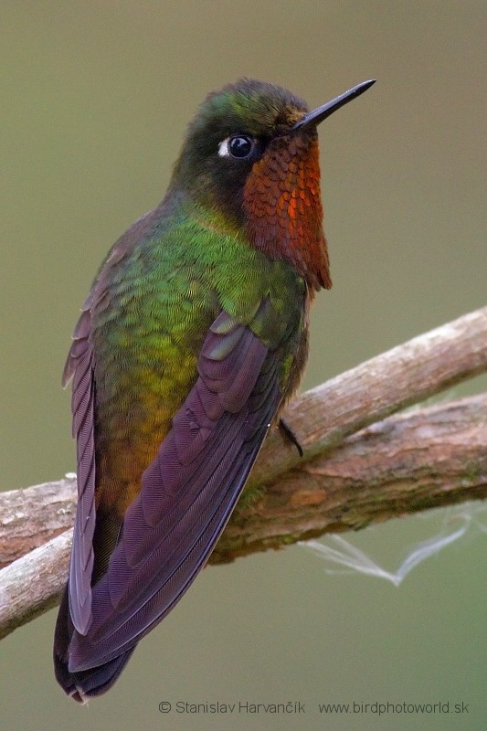 kolibřík oranžovohrdlý - ML204424611