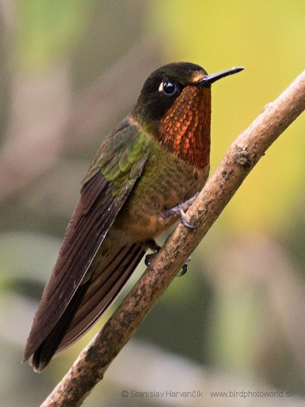 kolibřík oranžovohrdlý - ML204424701