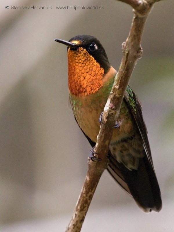 kolibřík oranžovohrdlý - ML204424721