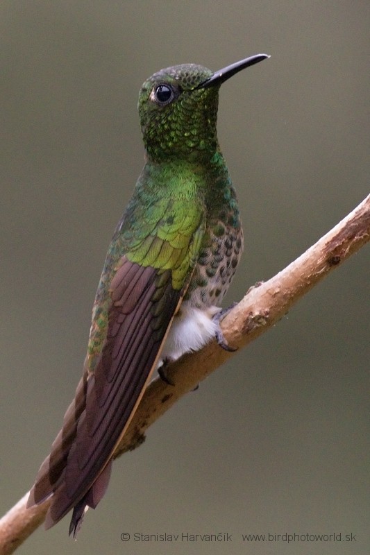 Buff-tailed Coronet - Stanislav Harvančík